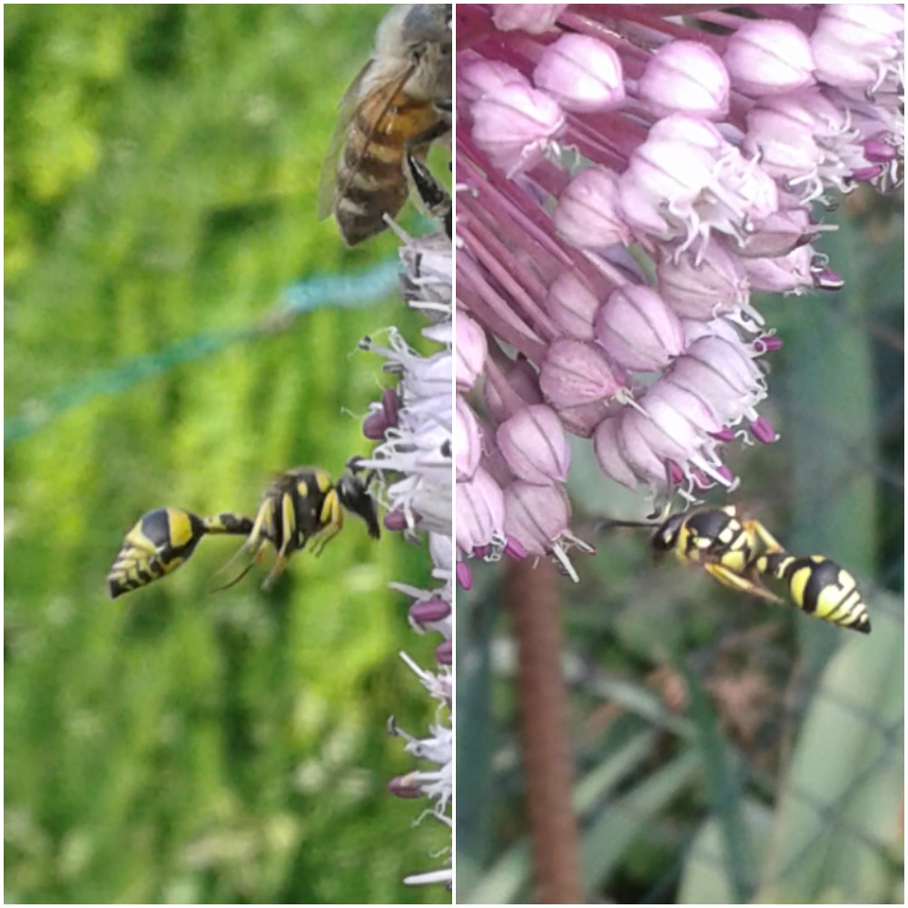 Eumenes sp. (Vespidae Eumeninae)? S, Eumenes mediterraneus e Eumenes sp.